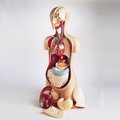 Denoyer-Geppert Anatomical Model, Knowbody Torso 0708-00